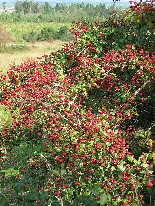 Hawthorn Berry for blood health support